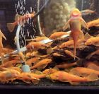 Super Red Bristlenose Pleco Colony Pack - 1 Male 1 Female (Pair) & 6 Juvi Fish
