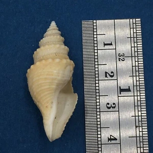 #2 Bathytoma Helenae 38,7mm Trawled Live Durban S. Africa Rare Deep H2O Turridae - Bild 1 von 5