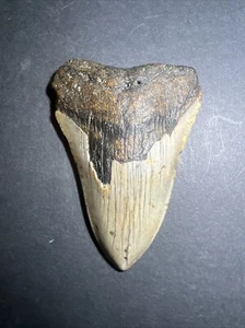 Megalodon Sharks Tooth 4.0” inch fossil sharks teeth tooth #0109 - Picture 1 of 7