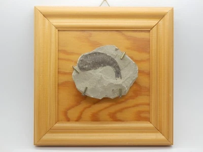 Fossil Balteurypterus/Seeskorpion, ca 9x7 cm, aus der Süd-Ukraine, alte Sammlung - Bild 1 von 4