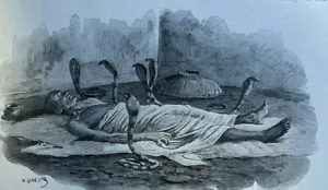 1898 Serpientes Cobras ilustradas - Imagen 1 de 5