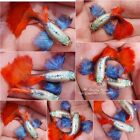 1 Pair  - Live  Guppy Fish High Quality - Platium Dumbo Red Tails   Big Ear