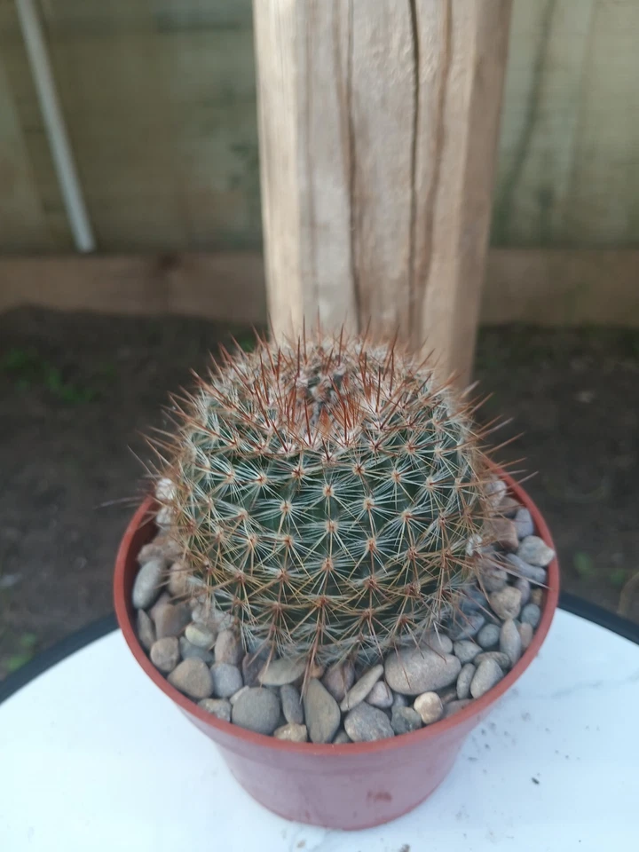 Cactus Parodia Rutilans Foto 1 de 1