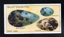 BIRDS' EGGS 1922 WILLS CIGARETTES DO YOU KNOW 1ST SERIES #8 VGEX NO CREASES