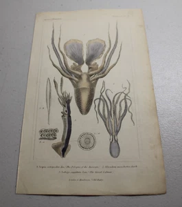 Impresiones a color de animales CUVIER 1837 ~ SEPIA COMÚN (PULPO) + 2 otros tipos - Imagen 1 de 1
