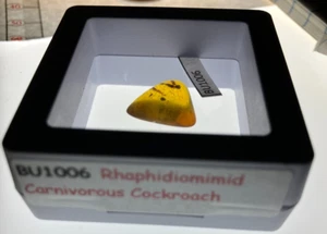 A101 BU1006 Rare Rhaphidiomimid Carniverous Cockroach Burmese Amber Burmite 99my - Picture 1 of 3