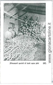 09960 CARTOLINA ASTI: STABILIMENTO BACOLOGICO - SETIFICIO - Picture 1 of 1
