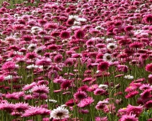 Pink and White Everlasting Daisy Paper dais7 (Rhodanthe chlorocephala) 75 Seeds - Picture 1 of 5