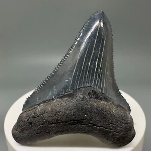 Beautiful colors 2.30" Fossil MEGALODON Shark Tooth - Bone Valley, FL - Picture 1 of 6