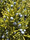 Southern Red Cedar Juniperus Silicicola Seedling Wind Break Natural Screening