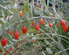 SAMEN Goji-Beere Gartenpflanze fruchtige Balkonpflanze beliebte dekorative
