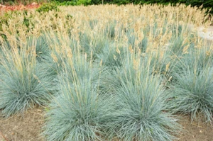 100+ Blue Fescue Grass Seeds (Festuca Cinerea Glauca) Silvery Blue Ornamental  - Picture 1 of 1