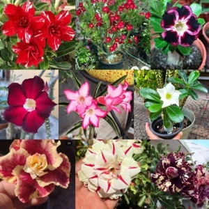 10 Adenium Obesum Lote Rosa Del Desierto 10 - Picture 1 of 2