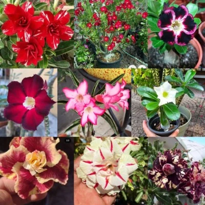 10 Adenium Obesum Lote Rosa Del Desierto 10 - Image 1 of 2