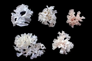 Marine Life- Triphyllozoon moniliferum " Lace Bryozoan"-53-78 mm (5pcs.) - Picture 1 of 2