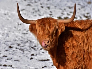 Highland Cow Farm Rustic Cattle Cowboy High Quality Canvas/Photo Paper PA15 - Picture 1 of 6