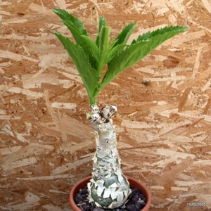D1723 CYPHOSTEMMA CISSUS JUTTAE pot25-H36-W14 cm MaMa Cactus - Picture 1 of 4