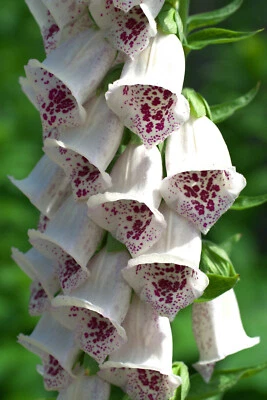1000 Samen Fingerhut Pams choice Digitalis purpurea - Bild 1 von 4