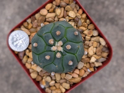 Astrophytum Asterias Kikko, shown in 2.75" pot, seed grown,rooted - Image 1 of 4