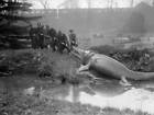 Model a prehistoric icthyosaurus is dragged from its pond grounds - 1930s Photo