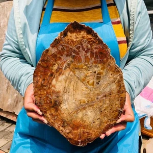Muestra de curación de forma de rebanada fósil de cristal de madera petrificada natural de 4,4 lb - Imagen 1 de 16