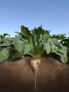 Sugar Beet Food Plot Seed 50 Lb - 500,000 Seeds (Excellent Deer Food Plot) - Picture 1 of 2