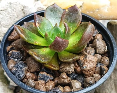 Echeveria Black Prince rare succulent cactus cacti live plant free gift - Image 1 of 4