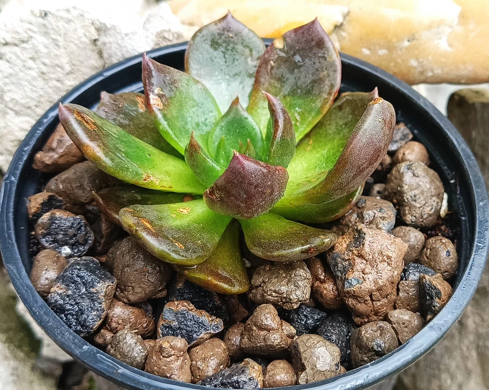 Echeveria Black Prince rare succulent cactus cacti live plant free gift - Image 1 of 4