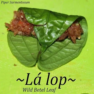 ~LALOT~ Piper Sarmentosum WILD BETEL LEAF Culinary Thai SPICE Live Potd sm Plant - Picture 1 of 6