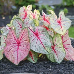 1ct Caladium White Queen Bulbs - Picture 1 of 4