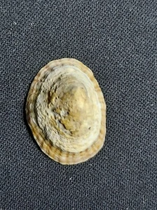 #1966 Siphonaria Lessoni 20.8mm sea shell Uruguay, February, 1963 - Picture 1 of 2