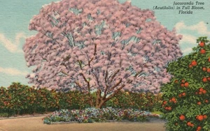 Postcard FL Jacaranda Tree in Full Bloom Florida Posted 1957 Vintage PC K1885 - Picture 1 of 2