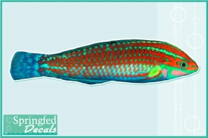 CHRISTMAS WRASSE Vinyl Decal Car Truck Aquarium Fish Decal - Foto 1 di 1