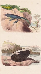 Anolis Echsen Reptil Anodonta shells Muscheln Stahlstich Guerin-Meneville 1833 - Bild 1 von 1