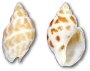 Bolsa Babylonia Aerolata Craft Shells a granel conchas marinas 1,5-2" (1 galón) - Imagen 1 de 1