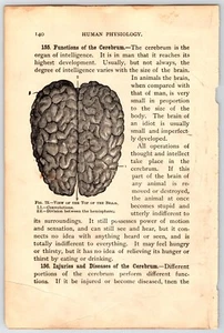 Human Brain Cerebrum Ephemera Human Anatomy Scientific Illustration Junk Journal - Picture 1 of 2