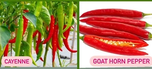 Cayenne Long Thin Red/ Goat Horn Pepper Seeds- hạt giống Ớt Chỉ Địa/ Ớt Sừng - Picture 1 of 14
