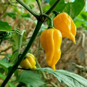 Fatalii Yellow - 10+ Chilli Seeds - Aussie Grown - Very Hot, Tangy Favourite. - Picture 1 of 6
