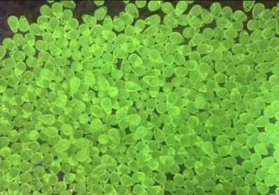 Cuentas de lágrima de uranio 4x6 50 un. Foto 1 de 4