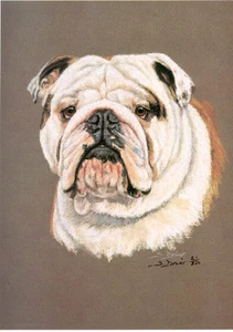 Bulldog Head Study Limited Edition Art Print by UK Artist Sue Driver* - Picture 1 of 1