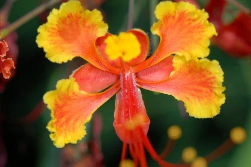 4 graines ORGUEIL DE CHINE ORANGE(Caesalpinia Pulcherrima)G787 SEEDS SAMEN SEMI