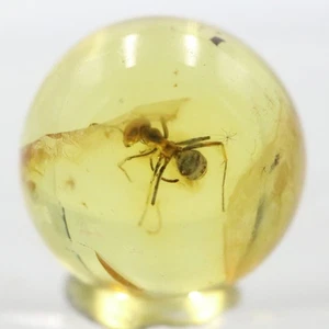 Amber Bead 11.6 mm NOT DRILLED Sphere with Rare Ant trapped for Million Years - Picture 1 of 8