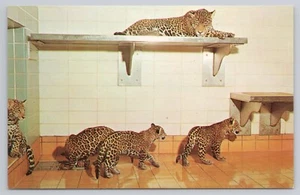 Postcard Jaguar & Cubs at the Milwaukee County Zoo Wisconsin - Picture 1 of 2