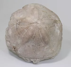Seeigel, Clypeaster altus, Tertiär, Miozän, Tropea, Italien -eb8034 - Bild 1 von 8
