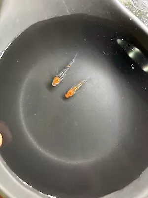 Pair of Kiramaki Medaka - Image 1 of 4