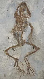 Miozän Artikulierter Frosch Anura Froschlurch Gracanica Bosnien ARB-A1 - Bild 1 von 5