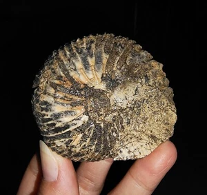 ¡INCREÍBLE AMONITA!!! ANATOMITAS TRIÁSICAS DE TIMOR, INDONESIA, 60MM - Imagen 1 de 10