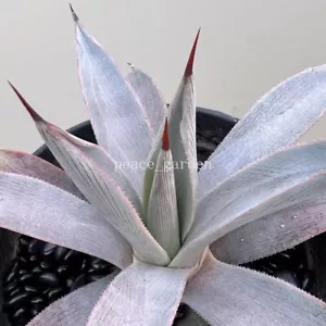 Rara pianta succulenta di agave agave pluto agavaceae casa giardino bellissima - Foto 1 di 18