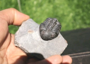 Authentic Devonian Phacops Trilobite Fossil – Rare Morocco Prehistoric Specimen - Picture 1 of 20