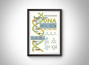 The Chemical Structure of DNA Poster - Picture 1 of 4